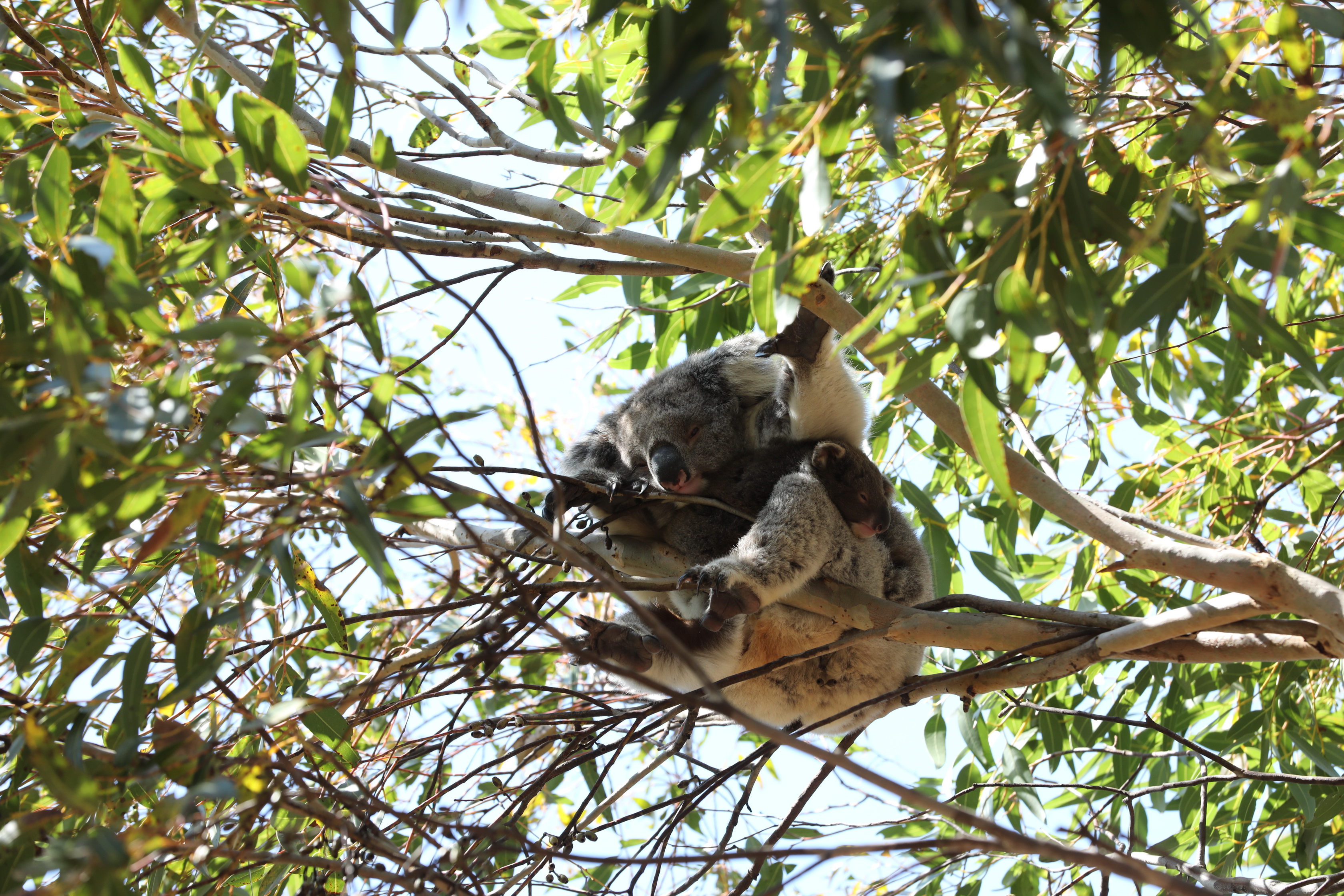 2019 10 01 10 29 09 Canon EOS 5D Mark IV 0005